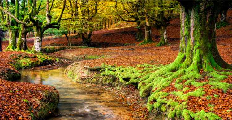 Cinco destinos para veranear con perros 