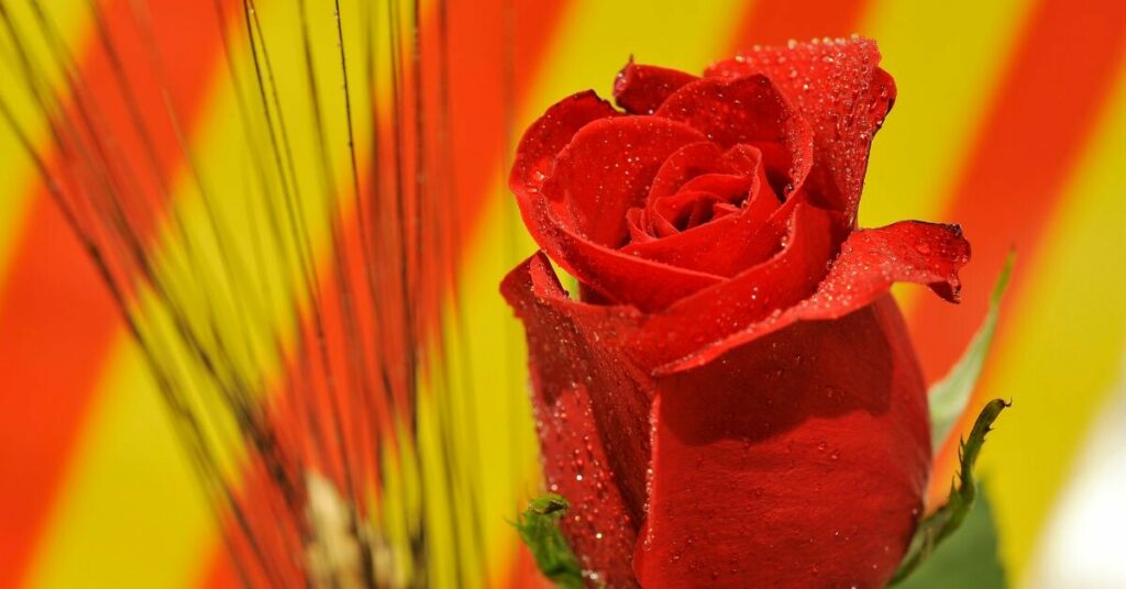 Sigue leyendo Qué hacer durante la Semana Medieval de Sant Jordi en Tarragona 