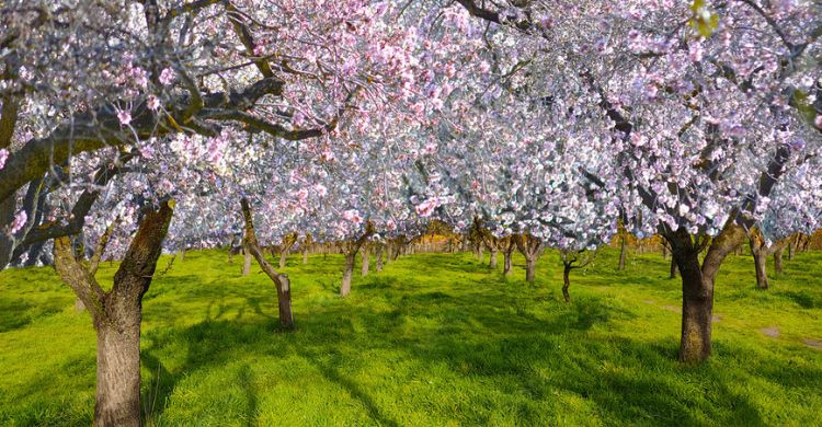 Quinta de los Molinos (Adobe Stock)