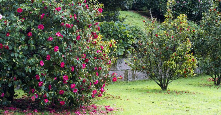Ruta de las Camelias (Adobe Stock)