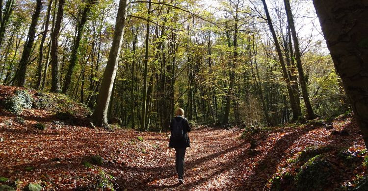 Una mujer haciendo senderismo en _La Fageda d'en Jordà_, un bosque situado en Olot, La Garrotxa, Cataluña. (Adobe Stock)