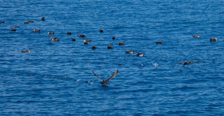 En las Islas Columbretes podrás contemplar la biodiversidad que se conversa. (Adobe Stock)