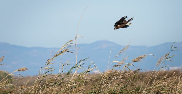Contempla la diversidad geológica y biológica de la zona de los Fiordos Valencianos, en España. (Adobe Stock)