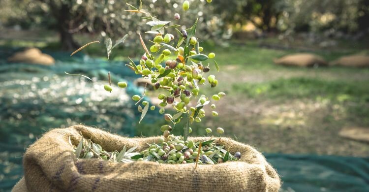 Producción de aceite de oliva en la provincia de La Rioja, en España. (Adobe Stock)