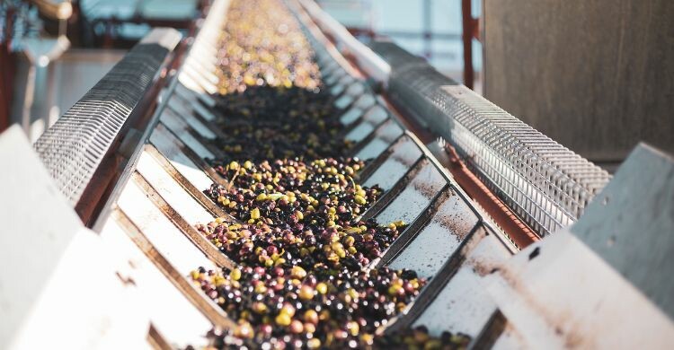 Uno de los mejores lugares donde podrás hacer oleo turismo es en Lérida, en Cataluña. (Adobe Stock)