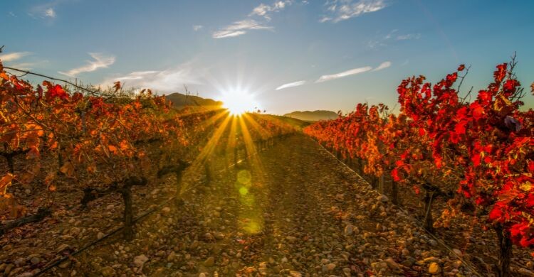 Uno de los mejores planes que hacer en La Rioja es sobrevolar los campos de viñedos. (Adobe Stock)