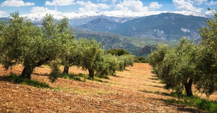 Valle con olivos centenarios en Granada, España. (Adobe Stock)