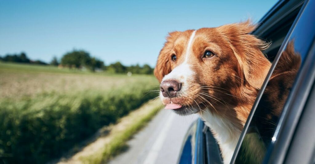 Sigue leyendo Las 5 mejores ciudades de España para viajar con tu perro