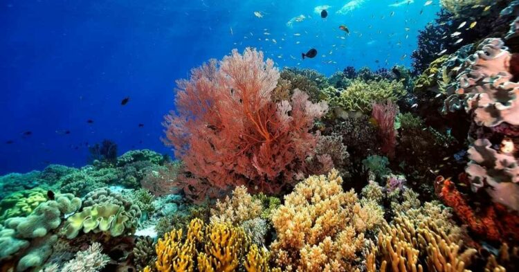 Sigue leyendo Los arrecifes de coral más impresionantes de España