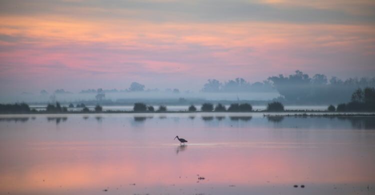Visita el Parque Nacional de Doñana, en Matalascañas, Huelva, Andalucía. (Adobe Stock)