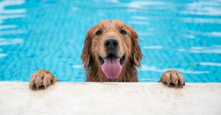 Perros al agua es un parques acuático para perros en España (Adobe Stock)
