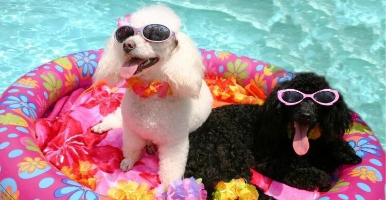 Trust Resort es un parque acuático para perros (Adobe Stock)