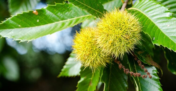 Muchas de las rutas para recoger castañas cerca de Madrid están en Castilla y León