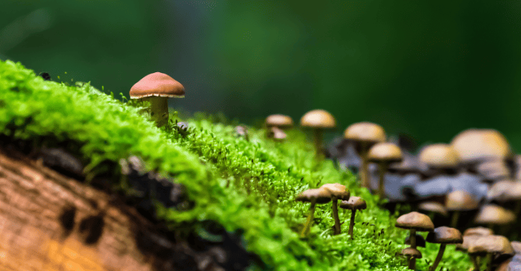 Las 4 mejores rutas de España para buscar setas