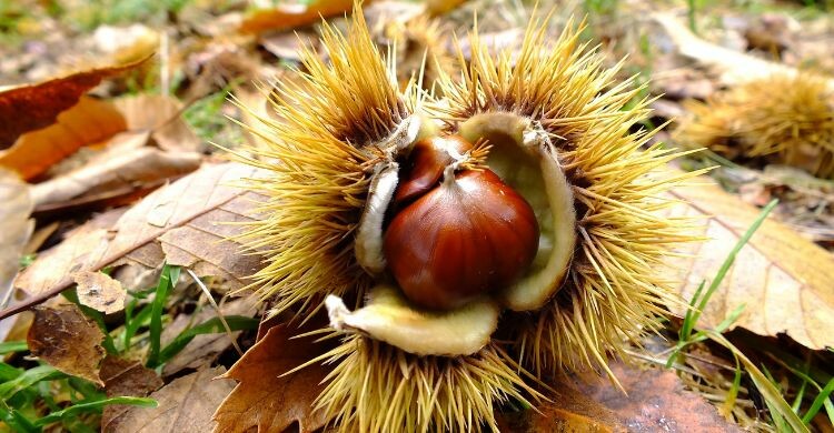 El Bierzo es un lugar adecuado para recoger castañas cerca de Madrid