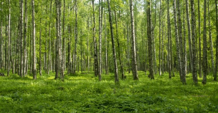 Rozas de Puerto Real cuenta con una de las mejores rutas para recoger castañas cerca de Madrid