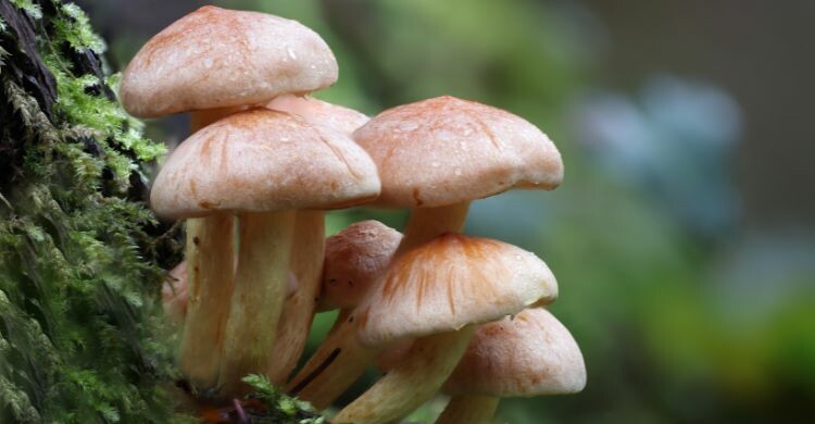 Las setas son típicas en los restaurantes donde comer en Soria