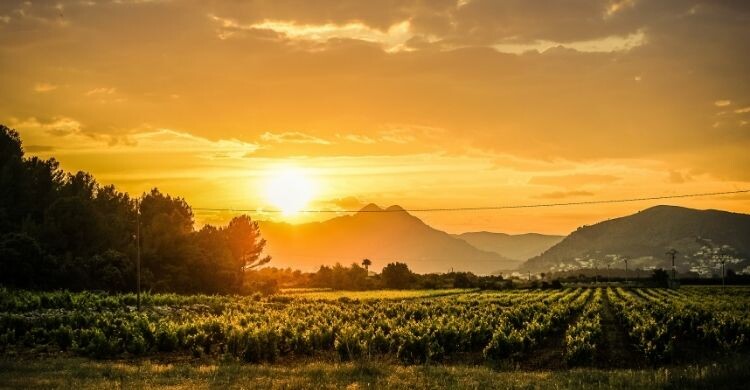 Llévate una eSIM en tus viajes vinícolas (Envato)