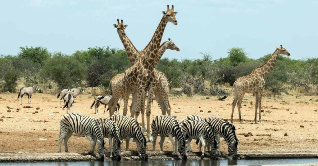 Sigue leyendo ¿Por qué visitar Namibia? Descubre algunas de las razones más poderosas