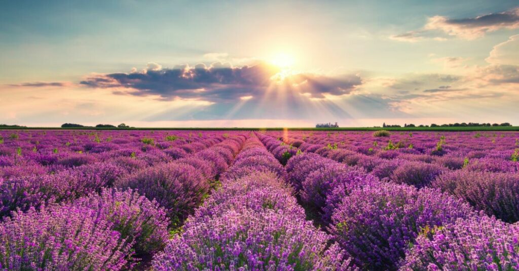 El pueblo de la lavanda colapsa: «Venid entre semana, por favor»