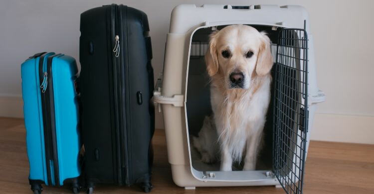 Así es como los perros grandes ahora pueden volar junto a sus dueños (Adobe Stock)
