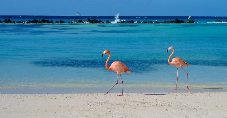 Aruba, el Caribe en su máximo expresión (Adobe Stock)