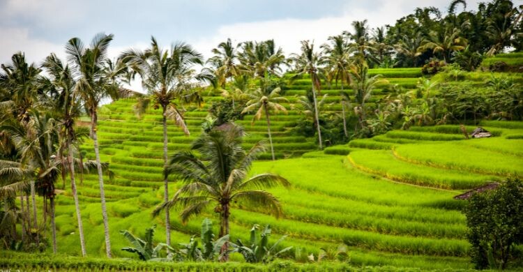 Los arrozales son uno de los símbolos de Bali (Canva)