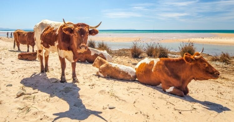 Vacas en la Playa de Bolonia en Cádiz (Adobe Stock)