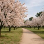 Quinta de los Molinos: Cuándo ver los almendros en flor en Madrid este 2026