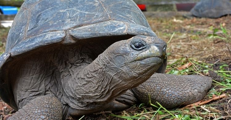 Pixabay / Primer plano de una tortuga gigante